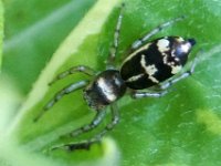 Cosmophasis micans DSC00342 edit
